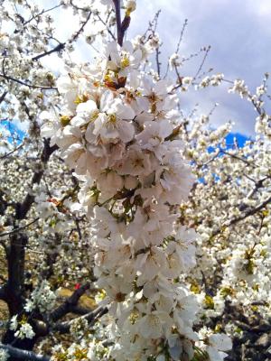 杏仁树, 花, 白花, 春天, 开花, 绚丽的分支