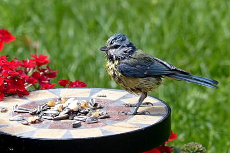 鸟, 山雀, 蓝雀, 年轻的 cyanistes caeruleus, 觅食, 花园