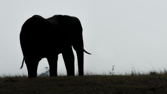 大象, 博茨瓦纳, 丘比, 剪影, 动物, 在野外的动物, 野生动物