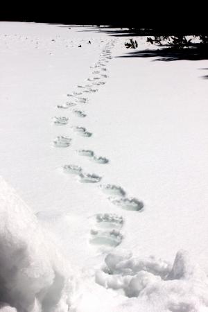 灰熊轨道, 雪, 野生动物, 自然, 冬天, 感冒, 足迹