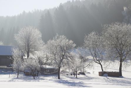 自然, 冬天, 雪, 乡村生活, 景观, 树木, 冰