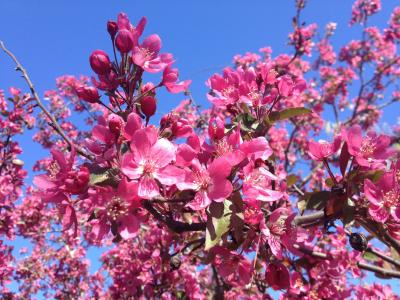 茱萸, 开花的树, 树, 粉色, 绽放, 春天, 花
