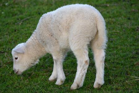 羔羊, 春天, 自然, 动物, 羊, 农场, 羊毛