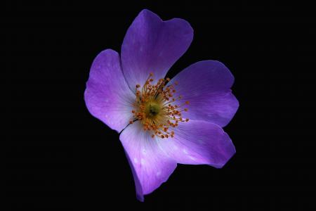 花, 自然, 宏观, 花瓣, 雄蕊, 花, 紫罗兰色