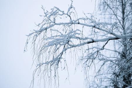 冬天, 如梦似幻, 白色, 雪, 分支机构, 弯下腰, 雾