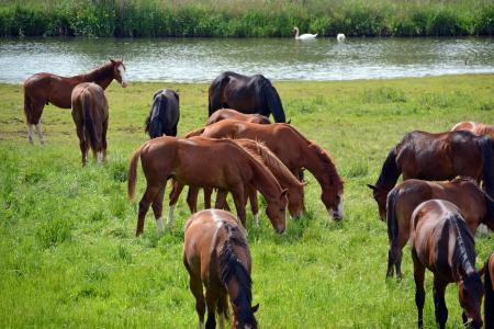 马, 羊群, 耦合, 骑, 动物, 牧场, 棕色