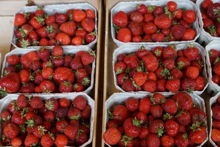 浆果, 吃, 市场, 草莓, 红色, 科克斯巴扎尔, 出售
