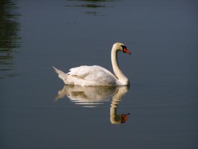 白色的天鹅, 水鸟, 水表面, 反思