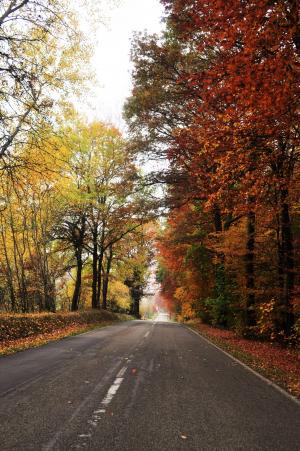 道路, 秋天, 秋季景观, 景观, 自然, 森林, 树木