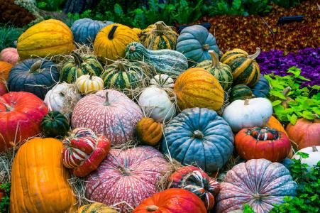 南瓜, 蔬菜, 秋天, 橙色, 收获, 收获, 食品