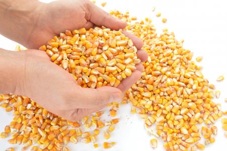 玉米, 谷物, 收获, 种子, 农业, 食品, 人类的手