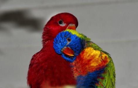 彩虹澳洲鹦鹉, 罗莉红色, 彩虹鹦鹉, 鹦鹉, 颜色, 喙, 鸟