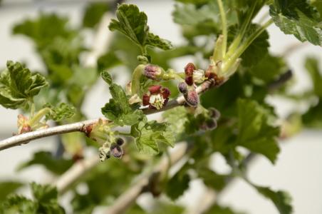 tayberry, 新芽, 春天, 树枝, 自然, 增长