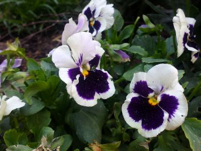紫色的小花, 白花, 花园, 花