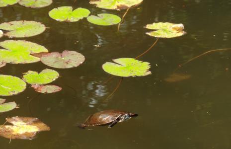 海龟, 自然, 池塘