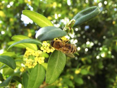 蜜蜂, 春天, 花粉