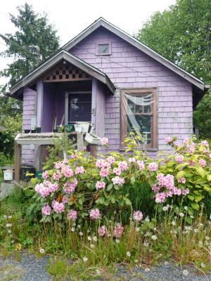 阿拉斯加, 花, 房子, 紫色, 绽放