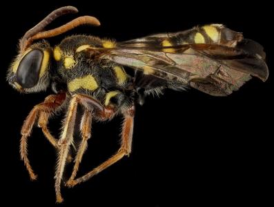 蜜蜂, 昆虫, 宏观, 多米尼加共和国, 翅膀, 眼睛, 天线