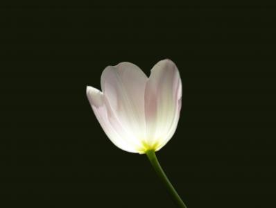 郁金香, 花, 春天, 上升, 白色