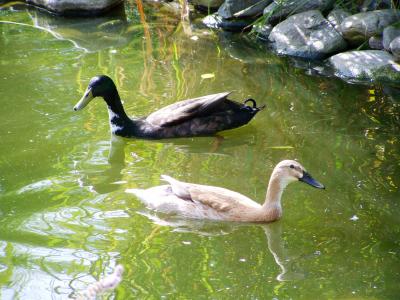 印度赛跑者鸭子, 黑色和浅褐色鸭, 鸟类, 鸭子, 湖, 河, 公园