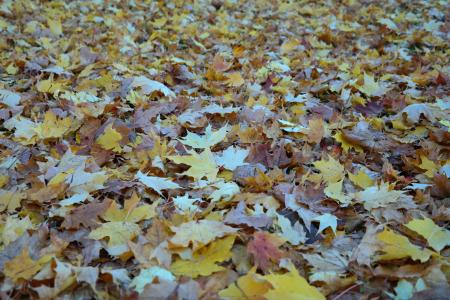 秋天, 秋天的落叶, 叶子, 枫叶, 覆盖, 秋天的树叶, 秋天的色彩