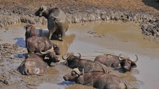 南非, 水牛牧群, 动物, 赫卢赫, 国家公园, 游泳