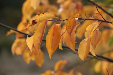 秋天, 叶子, 金色的秋天, 金秋十月