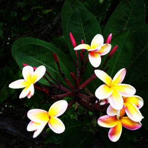 鸡蛋花, 花, 夏威夷, 花, 香, 开花, 美丽