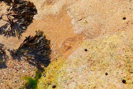 海藻, 海, 海边, 沙子, 膀胱绞尽脑汁, 藻 vesiculosus, 岩石杂草