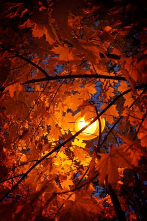 秋天, 叶子, 秋天的落叶, 木材, 光, 灯光