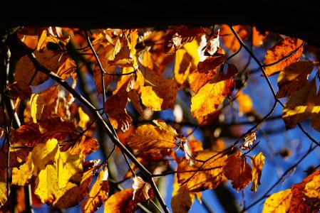 山毛榉, 树, 秋天, 秋天的落叶, 叶子, 秋天的颜色, herbstimpression