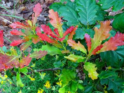 森林, 橡树, 颜色, 叶, 自然, 秋天, 赛季