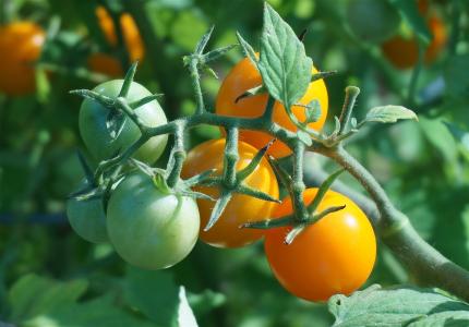 成熟的西红柿, 番茄, 西红柿, 樱桃番茄, 桔子西红柿, 成熟, 蔬菜
