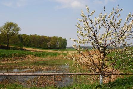 春天, 自然, 开花的树, 池塘, 景观, 树, 农村现场