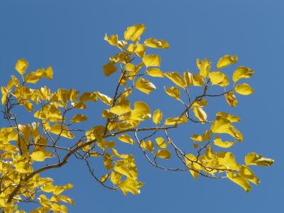 秋天, 多彩, 叶子, 黄色, 金, 杨树, 白杨叶