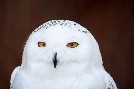 雪猫头鹰, 鸟, 猫头鹰, 白色, 黄色的眼睛, 动物, 喙