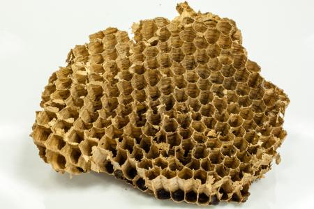 黄蜂, 蜂窝状, 蜂蜜, 蜜蜂, 自然, 花, 蜂巢