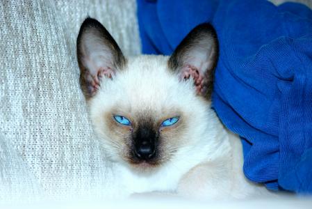 暹罗猫, 蓝眼睛, 皱眉, 长