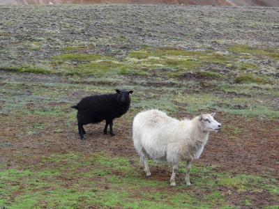 羊, 动物, 农场, 群羊, 羊群