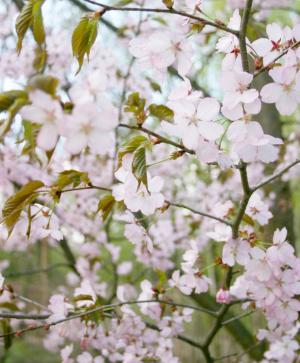 樱花, 树, 绽放, 粉色, 春天, 自然, 分公司