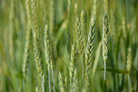小麦, 粮食, 农业, 玉米, 农业, 麦片, 夏季