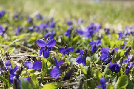 紫罗兰花, 紫色, 自然, 春天