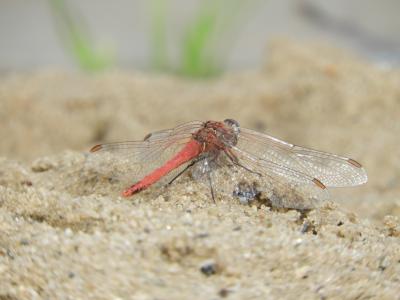蜻蜓, 翼, 昆虫, 沙子, 橙色