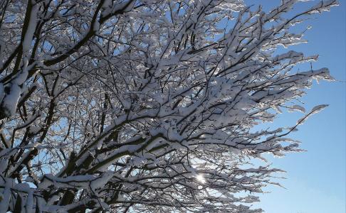 冬天, 雪, 太阳, 寒冷, 树木, 自然, 感冒