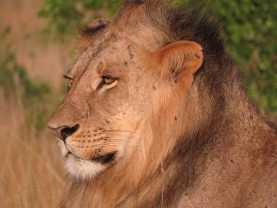 狮子, 肯尼亚, 野生动物, 非洲, 自然, 动物, 野生