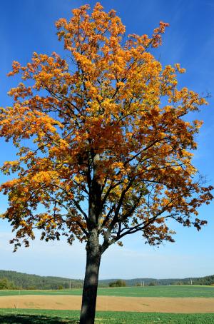 树, 秋金, warmia, 黄色的树叶, 自然, 天空, 波兰