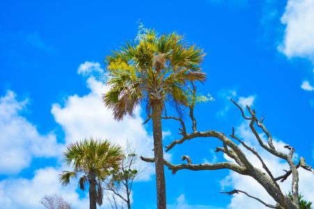 愚蠢海滩, 天空, 棕榈树, 树, 自然, 蓝色, 户外