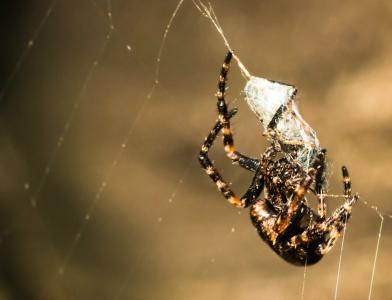 蜘蛛, 网络, 猎物, 宏观, 抓到, 蜘蛛网, 捕食昆虫