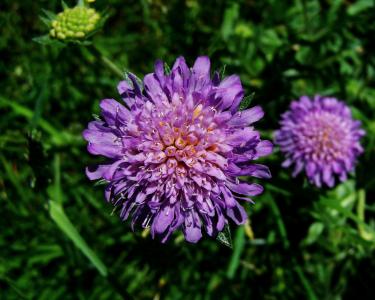 蓝紫色的花草甸, 野花, 自然