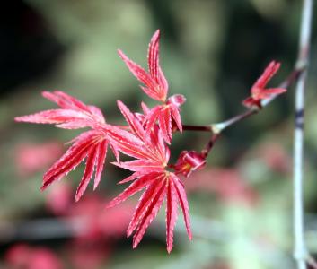 宏 corallinum, 树, 叶子, 春天, 红色, 绿色
